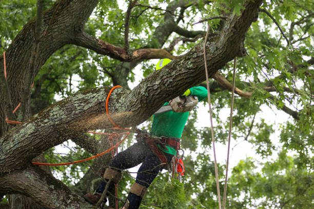 Best Seasonal Cleanup (Spring/Fall)  in Jersey Shore, PA