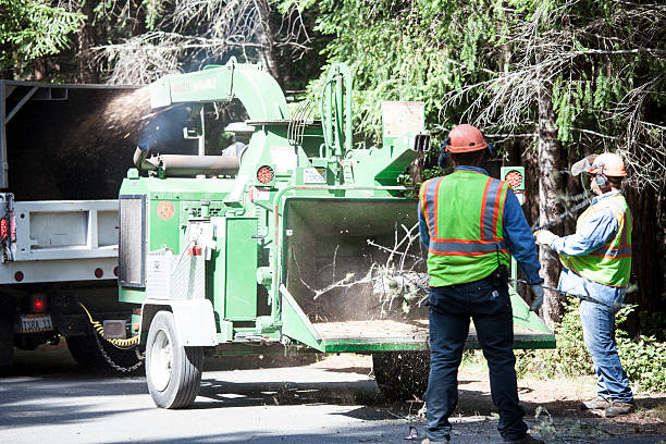 Best Emergency Tree Removal  in Jersey Shore, PA